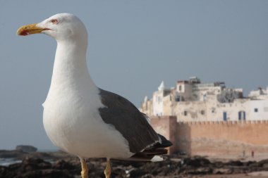 Essaouira içinde martı