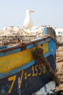 Gull in Essaouira clipart