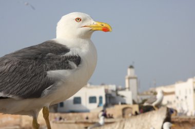 Essaouira içinde martı