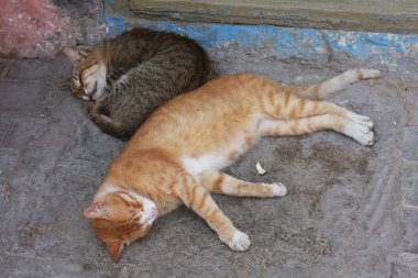 Cats in Essaouira clipart