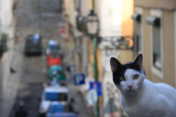 Cat in Lisbon — Stock Photo, Image