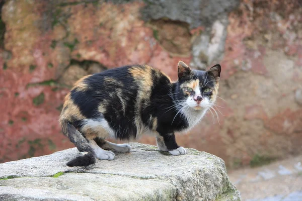 Cat in Portugal — Stock Photo, Image