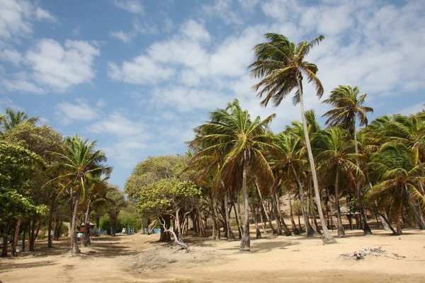 Guadeloupe — Stock fotografie