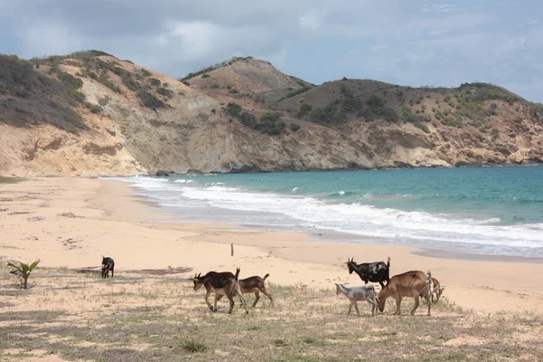 Goats of Guadeloupe — Stock Photo, Image