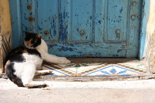 Cat in Essaouira — Stock Photo, Image