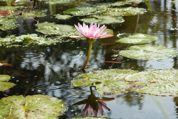 stock image Nénuphar