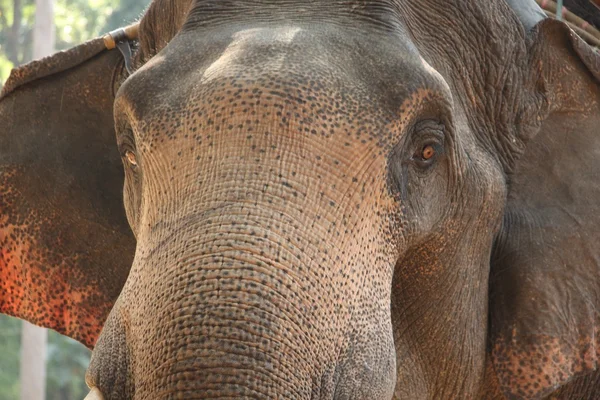 Éléphant — Fotografia de Stock