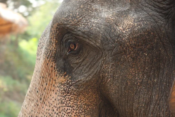 Regard d'éléphant — Stock Photo, Image