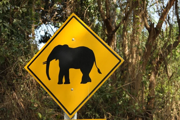 Attention éléphant ! — Zdjęcie stockowe