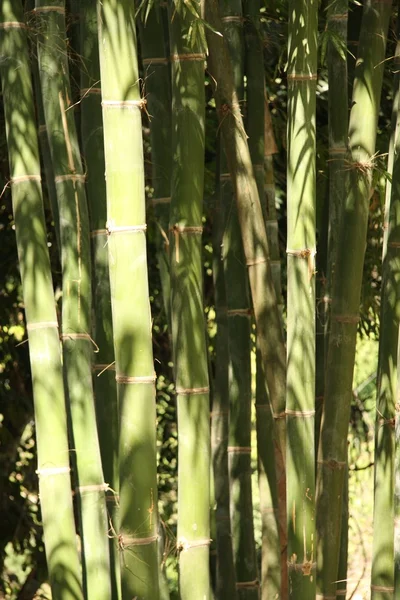Bambou — 图库照片