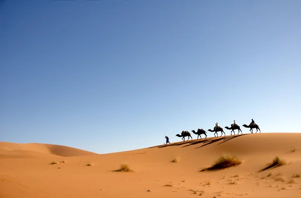骆驼商队 免版税图库图片