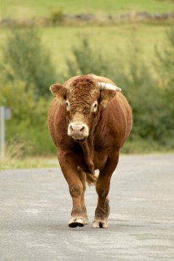 Brown bull walking down the road clipart