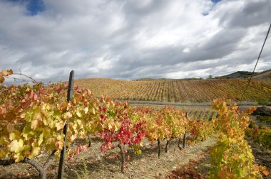 Vineyards in autumn colors clipart