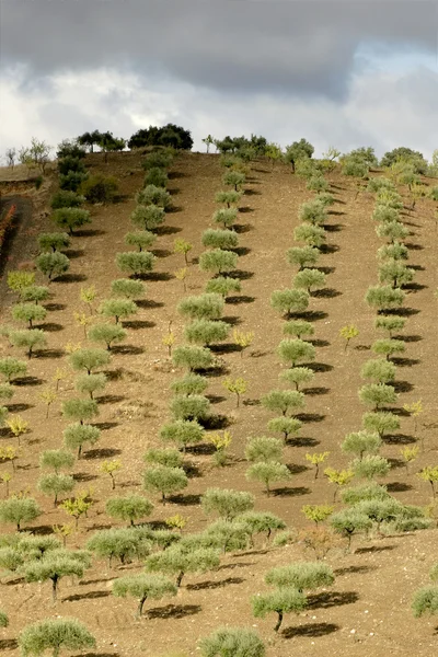 Von Der Morgensonne Gesäumte Olivenbäume Auf Einem Hügel — Stockfoto