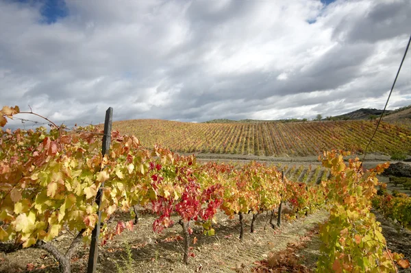stock image Vineyards in autumn colors