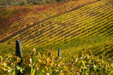 üzüm bağları douro Valley sonbahar renkleri