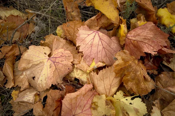 stock image Autumn vine leaves