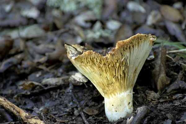 Диких грибів — стокове фото