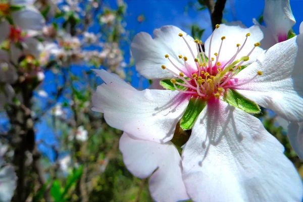 Flowers at oasis — Stock Photo, Image