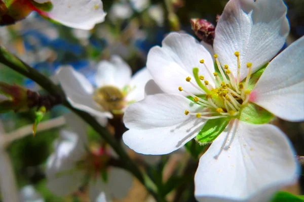 Stock image Flowers at oasis