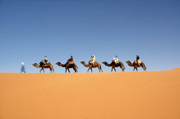在摩洛哥撒哈拉沙漠骆驼商队 图库图片