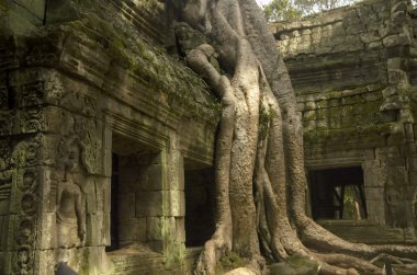 at ta phrom ağaç