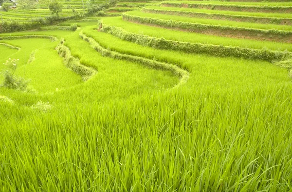 stock image Rice terrace