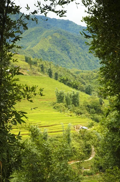 stock image Mountain rice fields