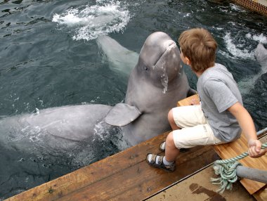 The dolphin beluga jumps out of water and kisses the boy clipart