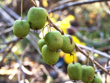 Yeşil olgun meyveleri actinidia kolomikta