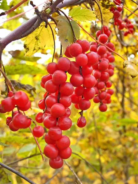 Liana Schisandra Chinese Clusters Berries Autumn Foliage — Stock Photo, Image