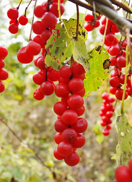 Berries Schisandra Chinese Autumn Foliage — Stock Photo, Image