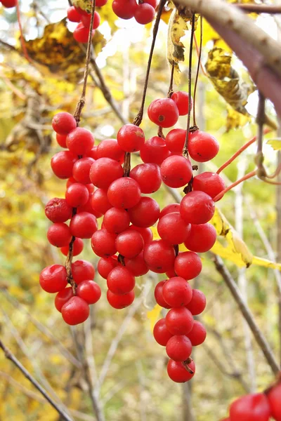 Brushes of ripe berries Schisandra chinensis — Stock Photo, Image