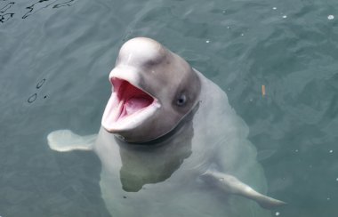 The dolphin beluga looks out of water with an open mouth clipart