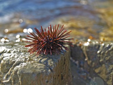 echinoidea üzerine bir stone