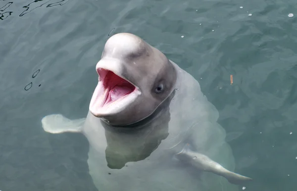 Beluga Dei Delfini Guarda Fuori Dall Acqua Con Bocca Aperta — Foto Stock