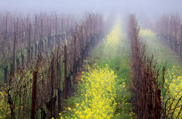 霧の多いブドウ畑 — ストック写真