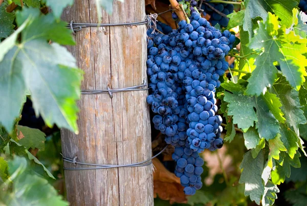 葡萄在加州葡萄酒葡萄藤上的大型群集 图库图片