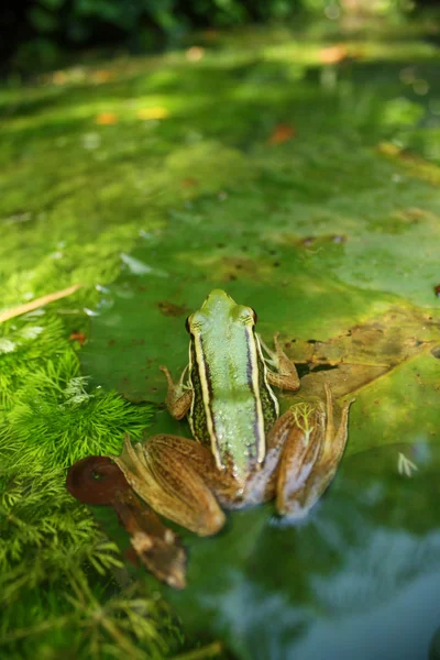 Gros plan de grenouille avec fond vert — Photo