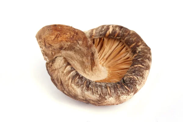 Close Dried Mushroom Isolated White Background Stock Photo