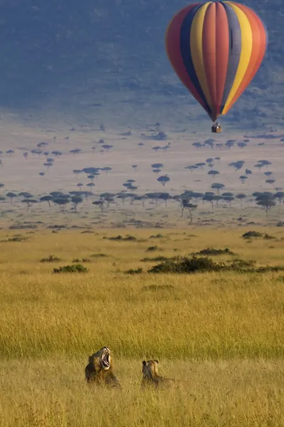 Hete lucht wildsafari — Stockfoto