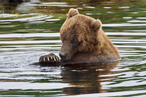 stock image Have a bath