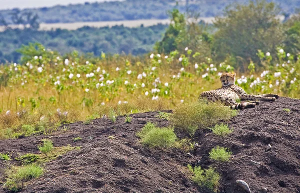 Gepard odpočívá — Stock fotografie