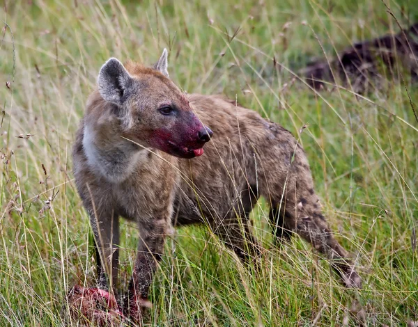 Hyena's doden — Stockfoto
