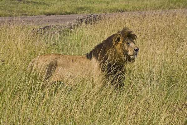 Hermoso León Melena Negro Masai Mara Kenya — Foto de Stock