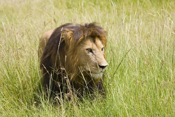 黑色鬃毛狮子在于在草地中的马赛马拉 — 图库照片