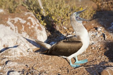 Blue footed boobie courting clipart