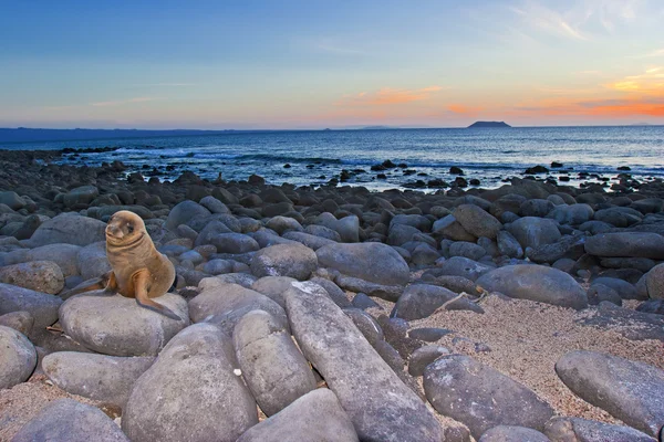 Petit Lion Mer Regarde Dans Caméra Coucher Soleil Galapagos — Photo