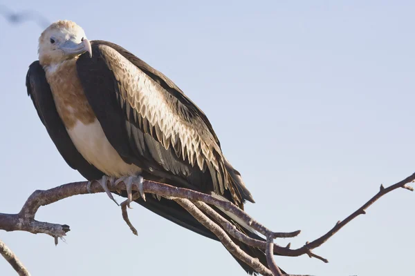 Une Frégate Juvénile Oiseau Sur Une Branche Dans Île Genovesa — Photo