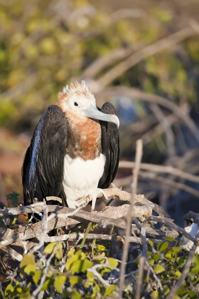 Bartolomew Island Galapagos Beslenmeleri Için Bekleyen Juvenil Fırkateyn Kuşları — Stok fotoğraf